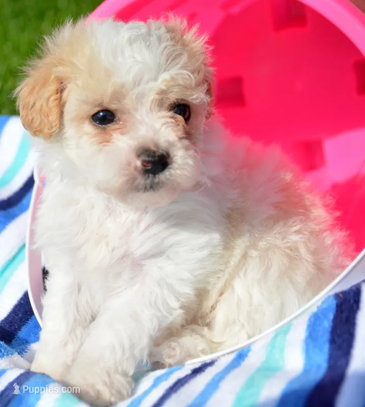 Maxine Maltipoo Fm 4 – Maltipoo puppy for sale in Kendallville, IN