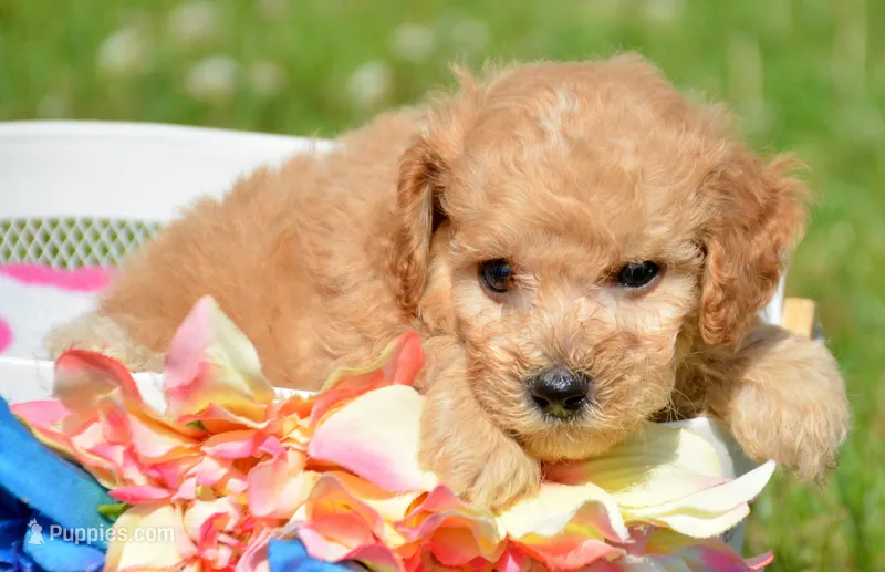 Chris Cavapoo M2 – Cavapoo puppy for sale in Kendallville, IN