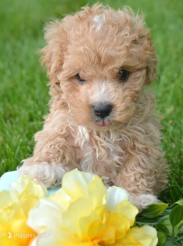 Max Maltipoo ML1 – Maltipoo puppy for sale in Kendallville, IN