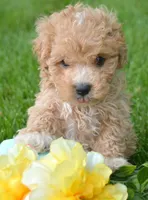 Max Maltipoo ML1, a male Maltipoo for sale in Kendallville, IN – 2 of 6