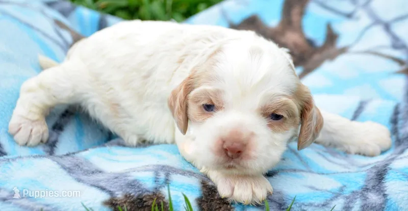 Carla Mini CP F2 – Cockapoo puppy for sale in Kendallville, IN