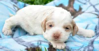 Carla Mini CP F2, a female Cockapoo for sale in Kendallville, IN – 5 of 7