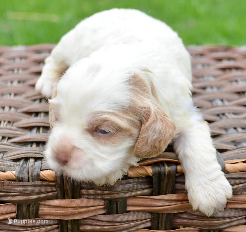 Carla Mini CP F2 – Cockapoo puppy for sale in Kendallville, IN