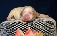 Carla Mini CP F2, a male Cockapoo for sale in Kendallville, IN – Photo 2 of 2