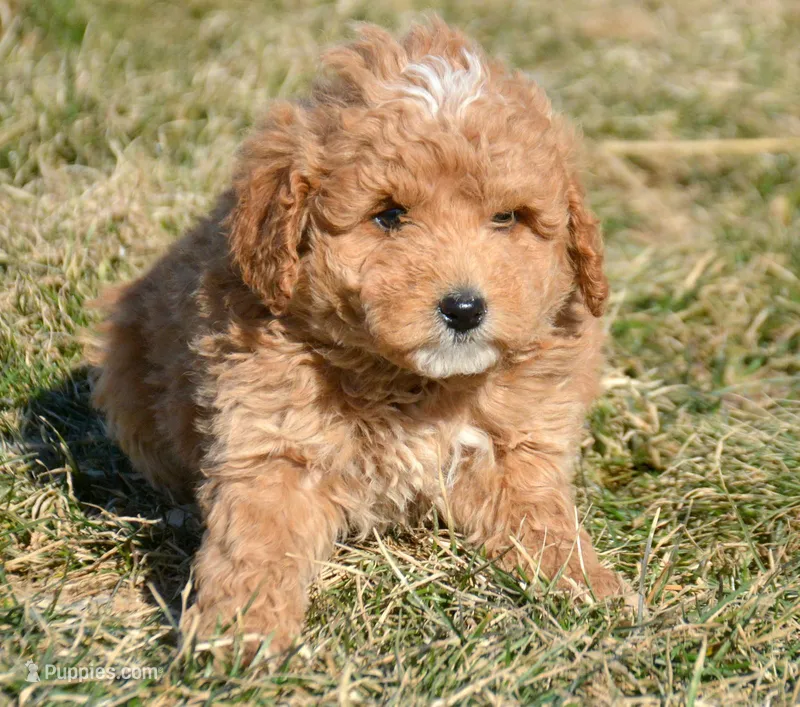 Darcy Micro GD FM 4 – Miniature Goldendoodle puppy for sale in Kendallville, IN