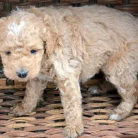 Darcy Micro GD FM 4, a female Miniature Goldendoodle for sale in Kendallville, IN – Photo 6 of 8