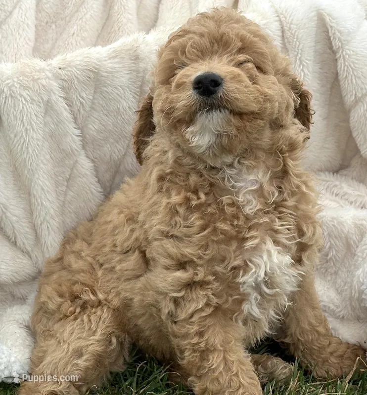 Darcy Micro GD FM 4 – Miniature Goldendoodle puppy for sale in Kendallville, IN