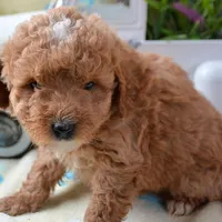 Darcy Micro GD FM 4, a female Miniature Goldendoodle for sale in Kendallville, IN – Photo 5 of 8