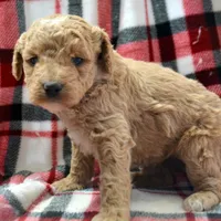 Darcy Micro GD FM 4, a female Miniature Goldendoodle for sale in Kendallville, IN – Photo 7 of 8