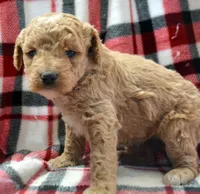 Darcy Micro GD FM 4, a female Miniature Goldendoodle for sale in Kendallville, IN – Photo 1 of 2