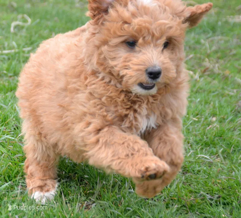 Darcy Micro GD FM 4 – Miniature Goldendoodle puppy for sale in Kendallville, IN