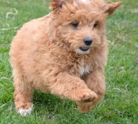 Darcy Micro GD FM 4, a female Miniature Goldendoodle for sale in Kendallville, IN – Photo 1 of 8