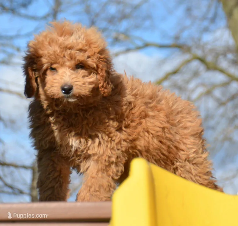 Darcy Micro GD FM 4 – Miniature Goldendoodle puppy for sale in Kendallville, IN