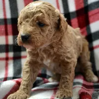 Darcy Micro GD FM 4, a female Miniature Goldendoodle for sale in Kendallville, IN – Photo 8 of 8