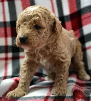 Darcy Micro GD FM 4, a female Miniature Goldendoodle for sale in Kendallville, IN – Photo 2 of 2