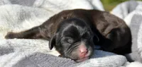 Chloe Cav Fm 4-6, a female Cavapoo for sale in Kendallville, IN – 2 of 2