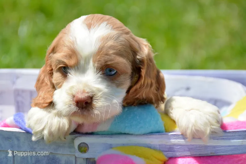 Cari Mini CP F4 – Cockapoo puppy for sale in Kendallville, IN