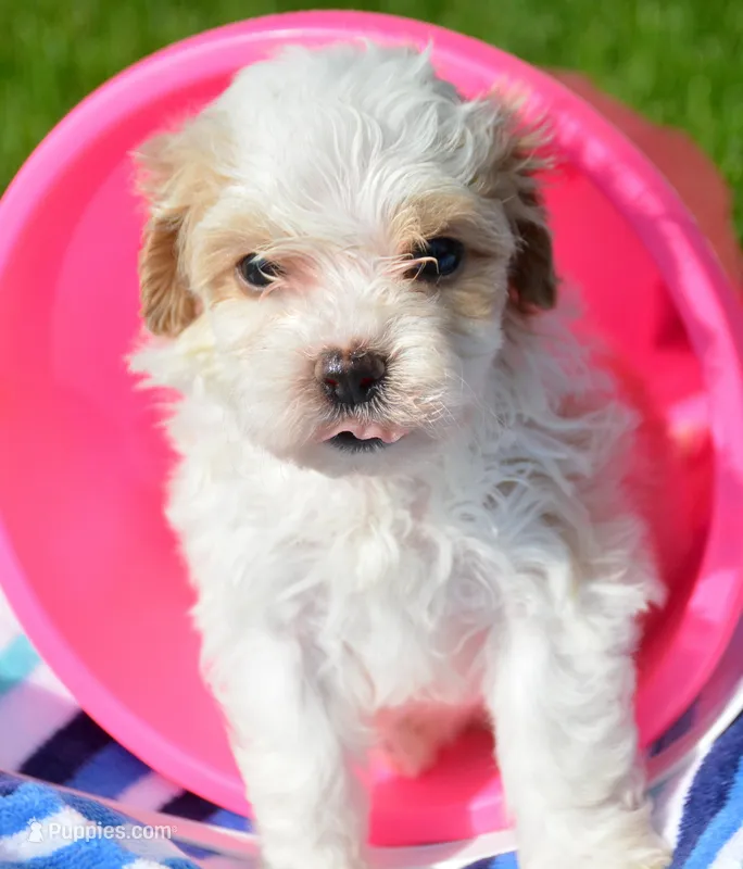 Mable Maltipoo Fm 2 – Maltipoo puppy for sale in Kendallville, IN
