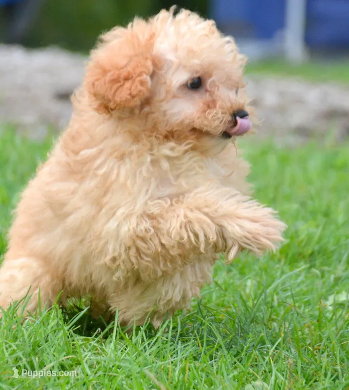 Chris Cavapoo M2 – Cavapoo puppy for sale in Kendallville, IN
