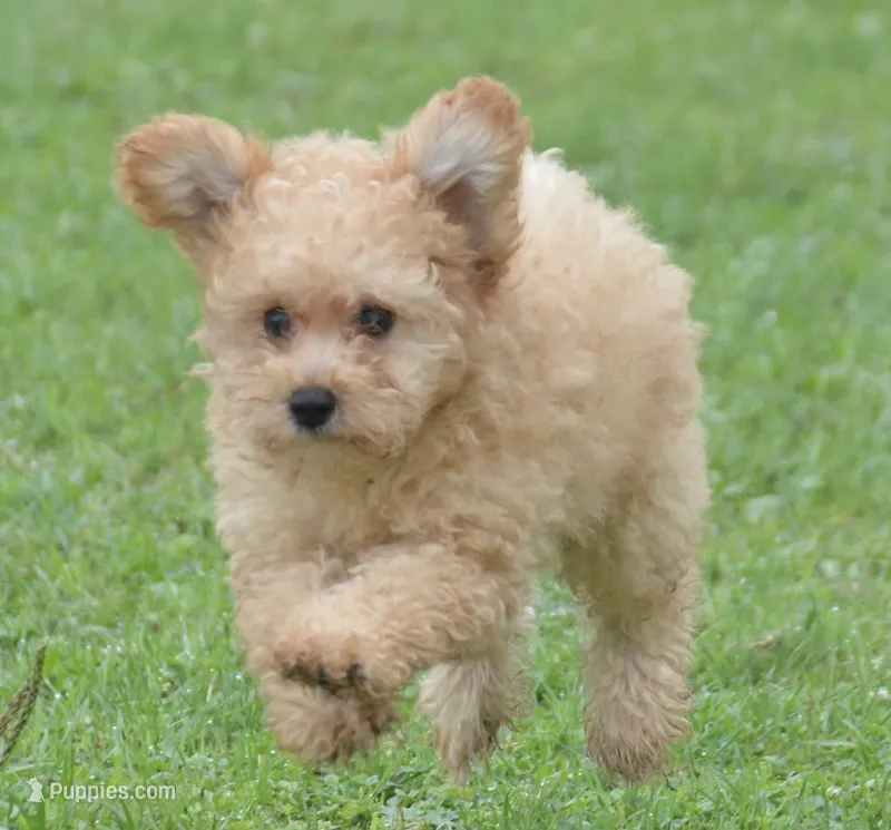 Chris Cavapoo M2 – Cavapoo puppy for sale in Kendallville, IN