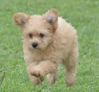 Chris Cavapoo M2, a male Cavapoo for sale in Kendallville, IN – 2 of 10