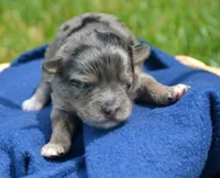 Blue MBD ML3, a male Bernedoodle for sale in Kendallville, IN – 2 of 2
