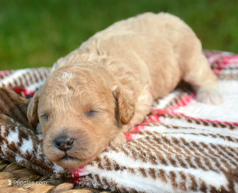 Colin Cavapoo ML 3-3  – Cavapoo puppy for sale in Kendallville, IN