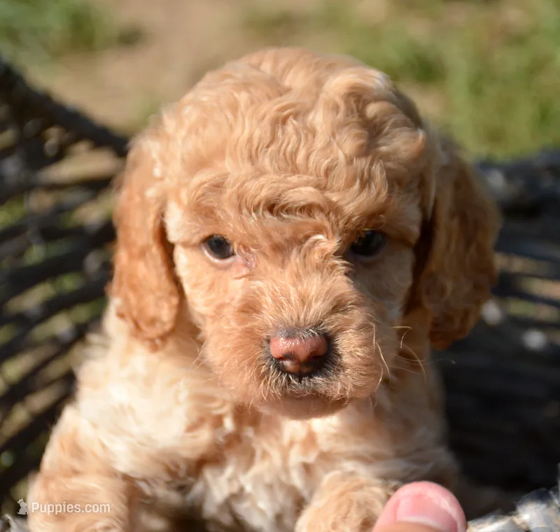 Courtney cavapoo F5 – Cavapoo puppy for sale in Kendallville, IN