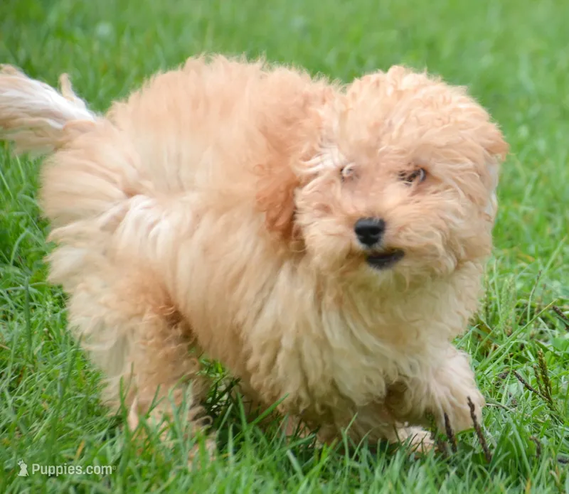 Chris Cavapoo M2 – Cavapoo puppy for sale in Kendallville, IN