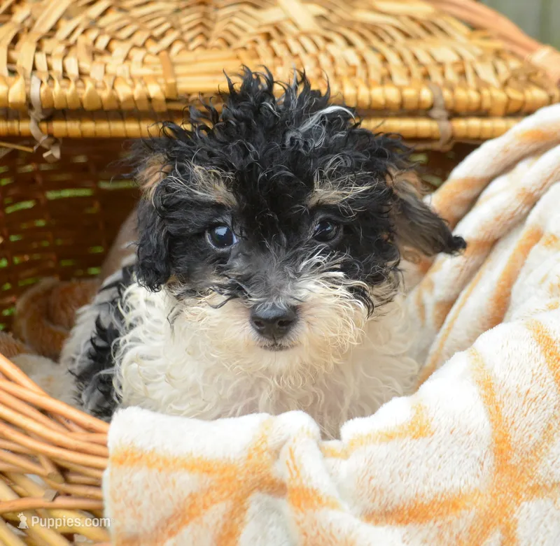 Betty MBD FM4 – Bernedoodle puppy for sale in Kendallville, IN