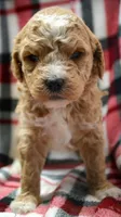 Diane Micro GD FM 3, a female Miniature Goldendoodle for sale in Kendallville, IN – Photo 1 of 2
