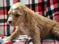 Diane Micro GD FM 3, a female Miniature Goldendoodle for sale in Kendallville, IN – Photo 2 of 2