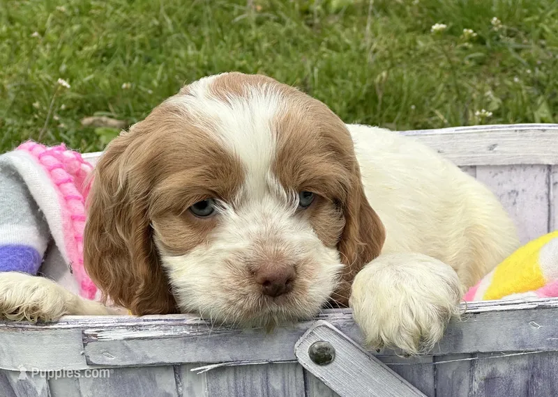 Cari Mini CP F3 – Cockapoo puppy for sale in Kendallville, IN