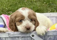 Cari Mini CP F3, a female Cockapoo for sale in Kendallville, IN – 5 of 7