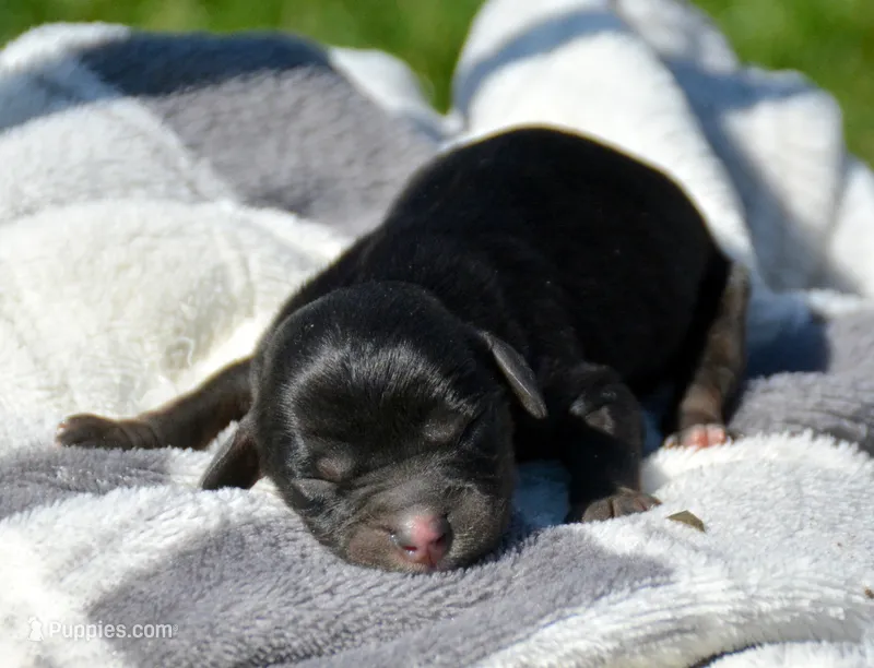 Cher Cav Fm 4-4 – Cavapoo puppy for sale in Kendallville, IN