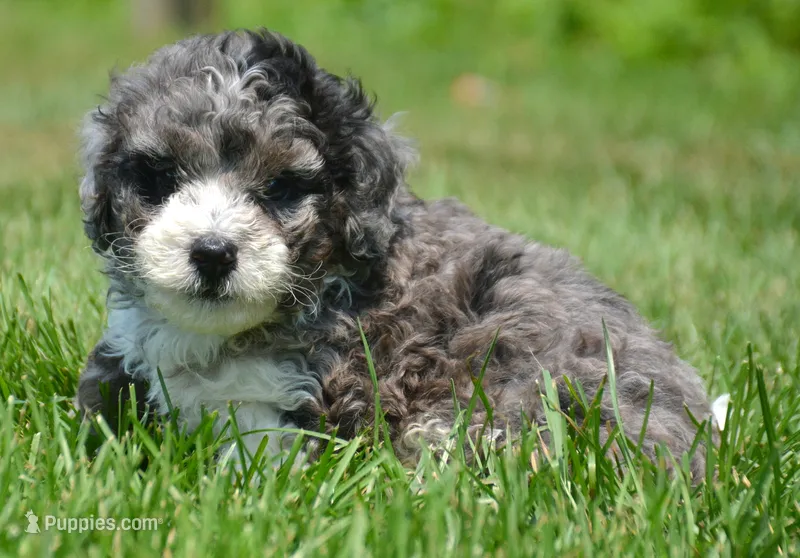 Barkley MBD ML2 – Bernedoodle puppy for sale in Kendallville, IN