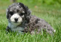 Barkley MBD ML2, a male Bernedoodle for sale in Kendallville, IN – 2 of 8
