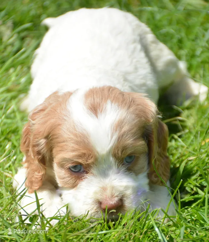 Cari Mini CP F3 – Cockapoo puppy for sale in Kendallville, IN