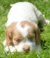 Cari Mini CP F3, a female Cockapoo for sale in Kendallville, IN – 1 of 2