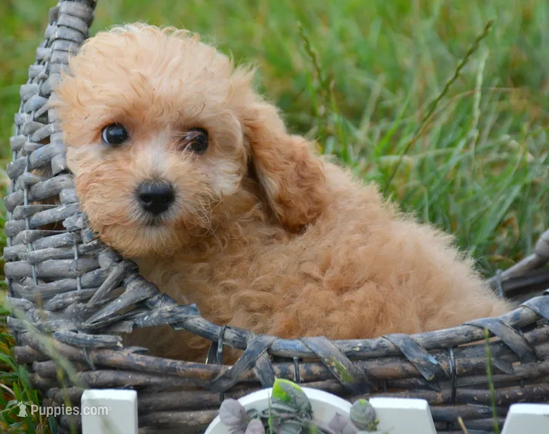 Chris Cavapoo M2 – Cavapoo puppy for sale in Kendallville, IN
