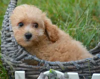 Chris Cavapoo M2, a male Cavapoo for sale in Kendallville, IN – 3 of 10