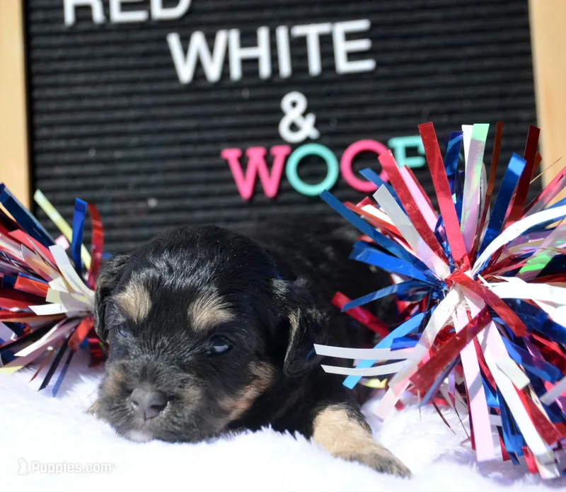 Britney MBD FM5 – Bernedoodle puppy for sale in Kendallville, IN