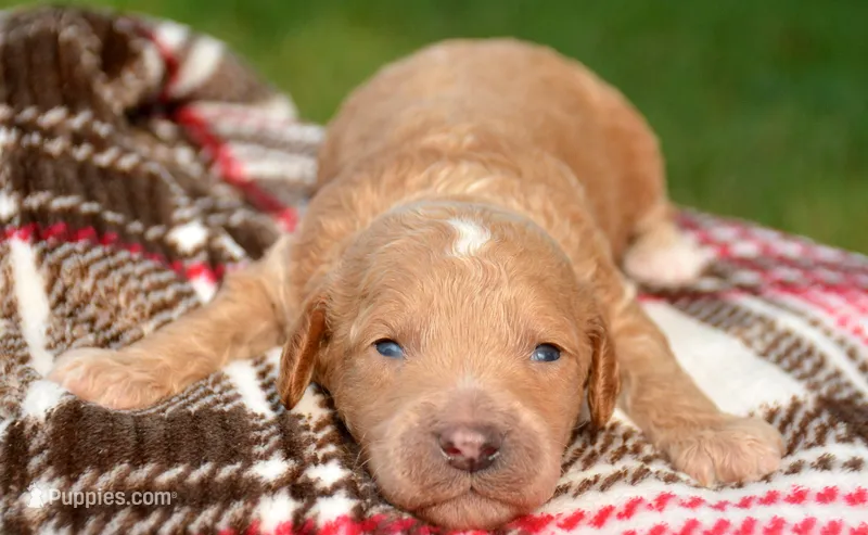 Cain Cavapoo ML3-1 – Cavapoo puppy for sale in Kendallville, IN