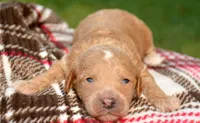 Cain Cavapoo ML3-1, a male Cavapoo for sale in Kendallville, IN – 1 of 1