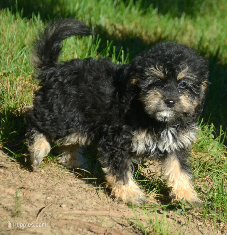 Britney MBD FM5 – Bernedoodle puppy for sale in Kendallville, IN