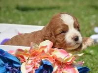 Cain CP M1, a male Cavapoo for sale in Kendallville, IN – 2 of 2
