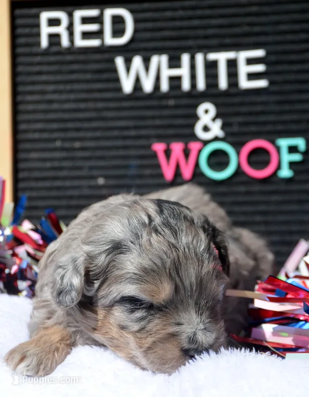 Blue MBD ML3 – Bernedoodle puppy for sale in Kendallville, IN