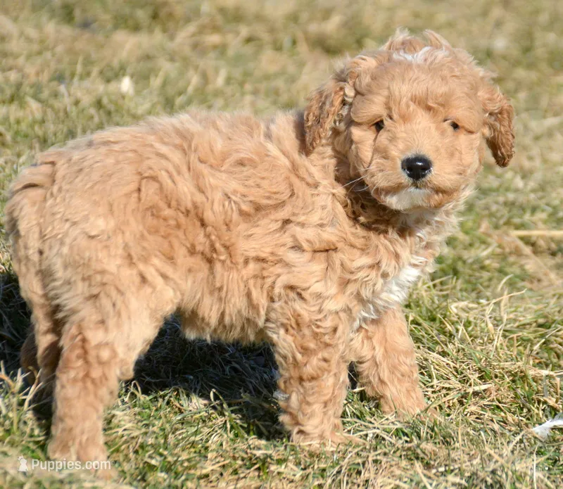 Daphne Micro GD FM 2 – Miniature Goldendoodle puppy for sale in Kendallville, IN