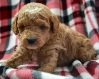 Daphne Micro GD FM 2, a female Miniature Goldendoodle for sale in Kendallville, IN – Photo 2 of 2