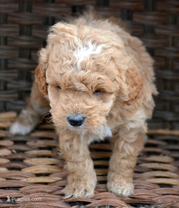 Daphne Micro GD FM 2